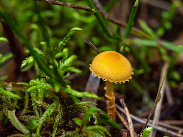 Fungus Mushroom PlantCystoderma amianthinum on a forest ground