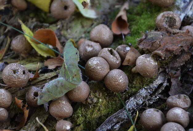 Fungus