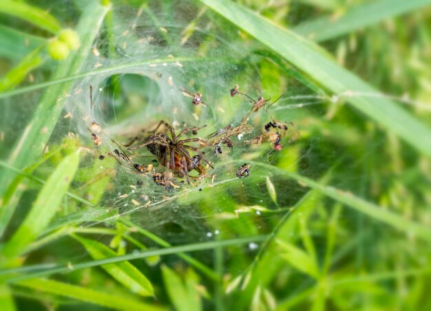 funnelweb spider