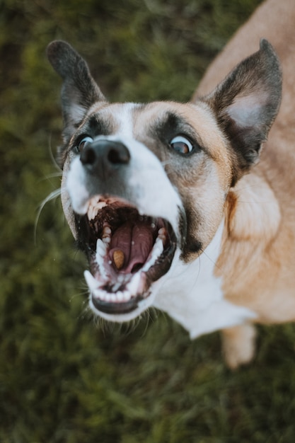 Фото Смешное действие снимка собаки питания еда на открытом воздухе