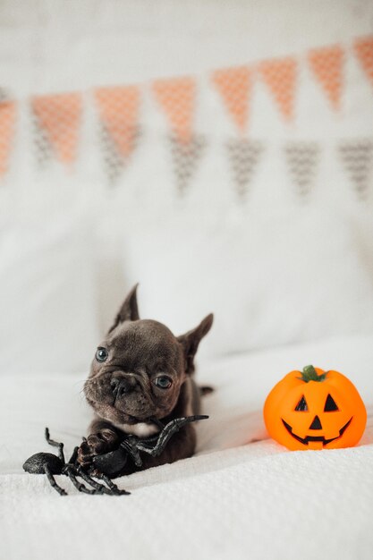 Funny adorable cute blue french bulldog puppy with toy pumpkin\
jack and spiders at halloween party