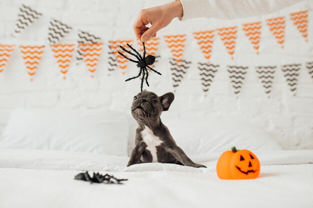 Funny adorable cute blue french bulldog puppy with toy pumpkin\
jack and spiders at halloween party