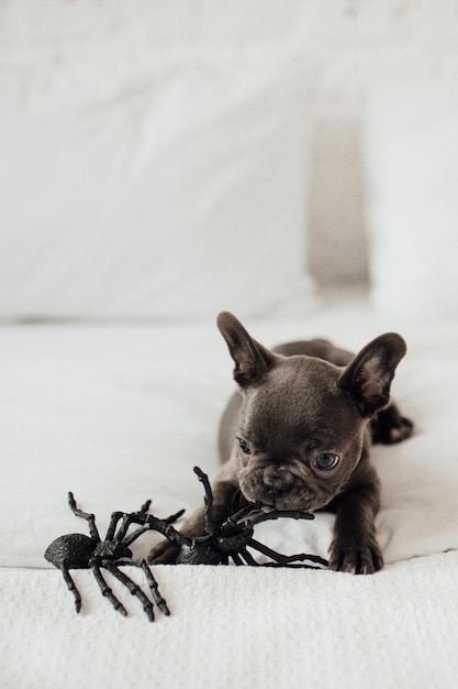 Funny adorable cute blue french bulldog puppy with toy pumpkin Jack and spiders at Halloween party