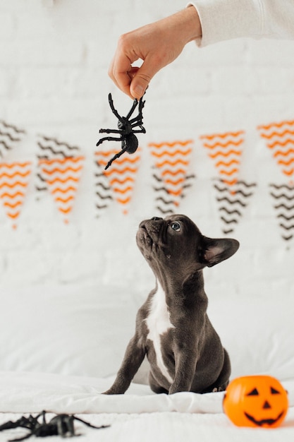 Funny adorable cute blue french bulldog puppy with toy pumpkin Jack and spiders at Halloween party