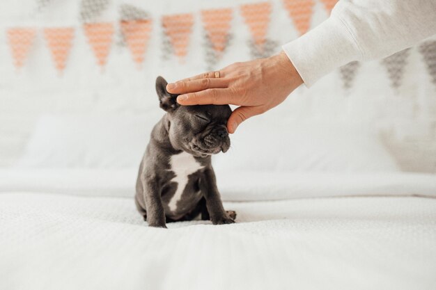 Funny adorable cute blue french bulldog puppy with white
pumpkin at halloween holiday