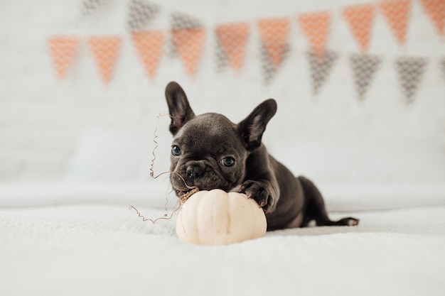 Funny adorable cute blue french bulldog puppy with white\
pumpkin at halloween holiday