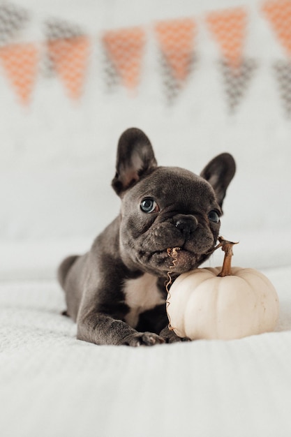 Funny adorable cute blue french bulldog puppy with white pumpkin at Halloween holiday