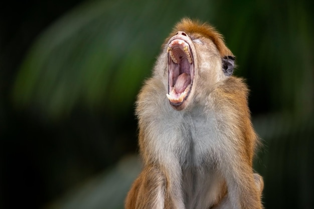 Funny aggressive monkey with a large open mouth screaming macaque in front of tropical jungle blurre