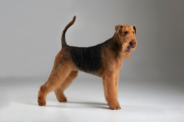 Funny airedale terrier