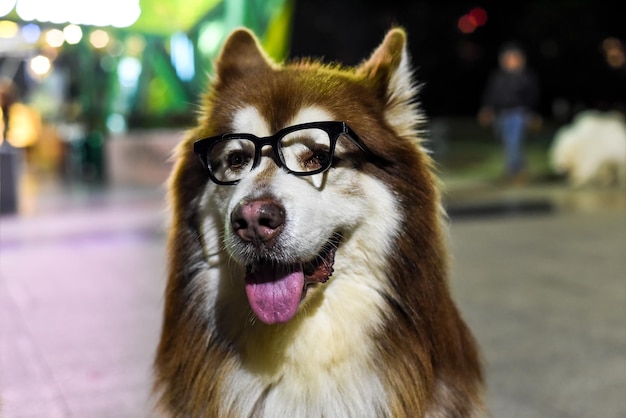 Funny Alaskan Malamute dog in glasses sitting in Vietnam, Da Lat