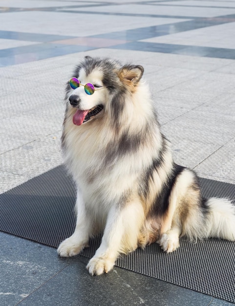 Funny Alaskan Malamute dog in sunglasses sitting in Vietnam Da Lat