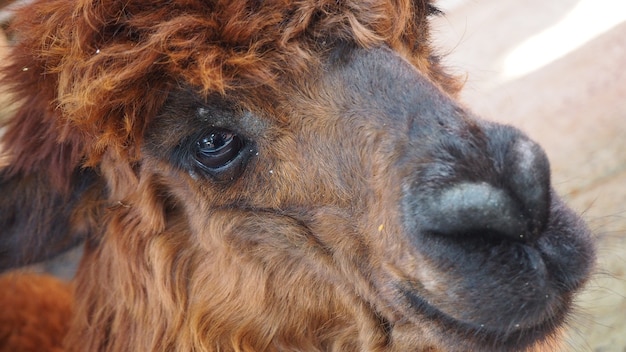 Photo funny alpaca smile and teeth. alpaca.