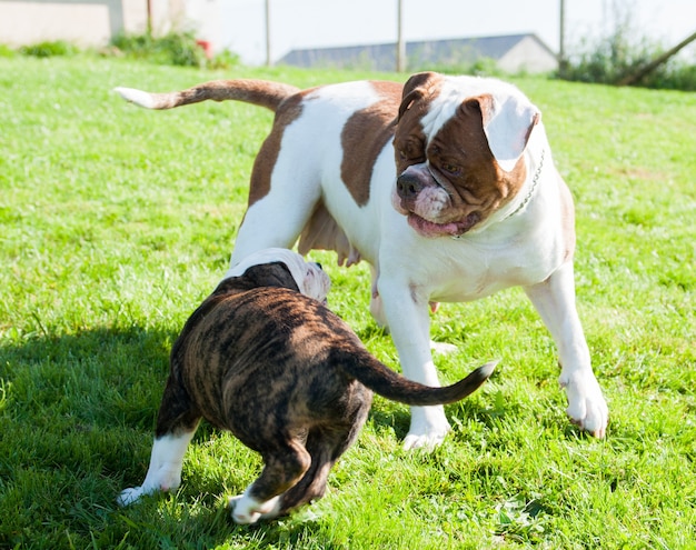 Funny American Bulldog puppy with mother adult dog