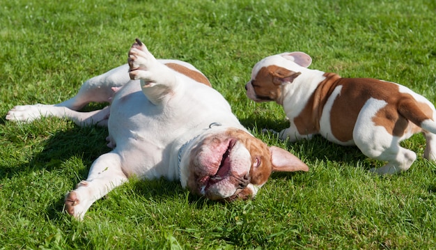 Funny American Bulldog puppy with mother