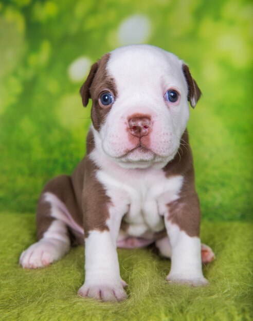 緑の背景に面白いアメリカンブリーの子犬