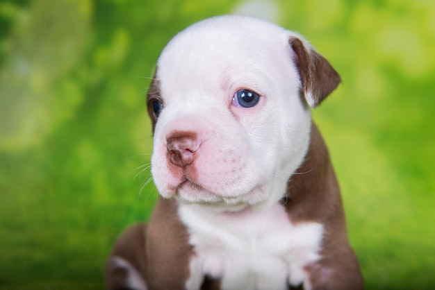 緑の背景に面白いアメリカンブリーの子犬