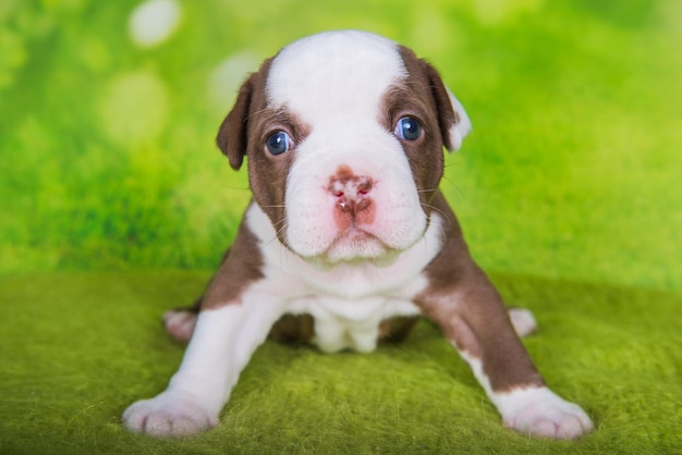 緑の背景に面白いアメリカンブリーの子犬