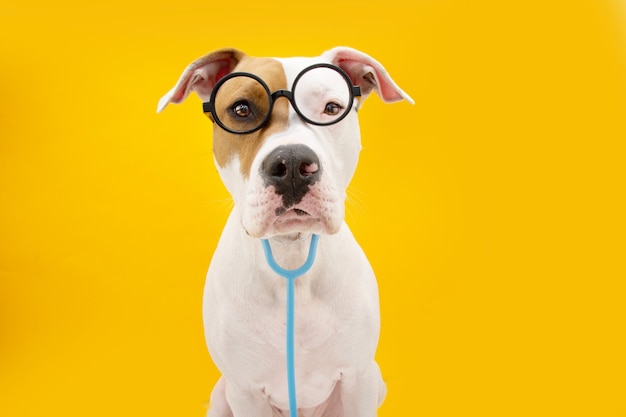 재미있는 American Staffordshire 개는 카니발, 할로윈 또는 새해를 축하하는 의사로 분장했습니다. 노란색 표면에 절연