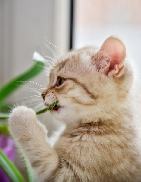 재미있는 동물 새끼 고양이가 식물을 시험해 봅니다.