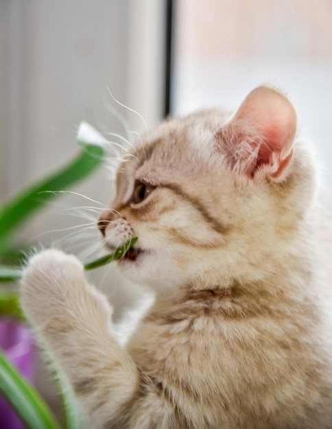 面白い動物子猫が植物を試す