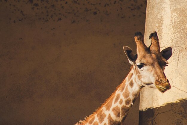 写真 面白い動物