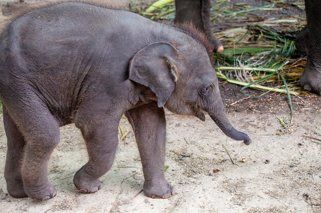 タイ、東南アジアの面白い赤ちゃん象と母象、クローズアップ