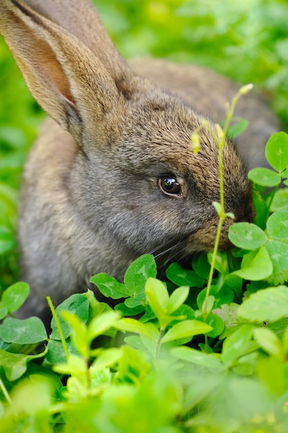 Funny baby gray rabbit in grass