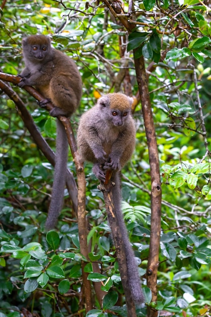 The Funny bamboo lemurs on a tree branch watch the visitors