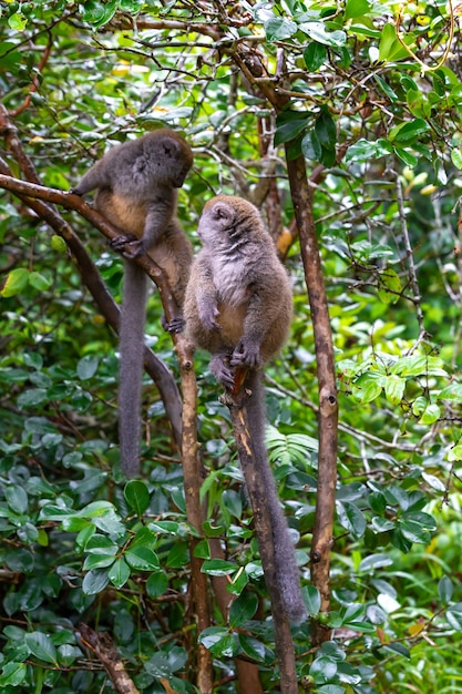 Funny bamboo lemurs on a tree branch watch the visitors