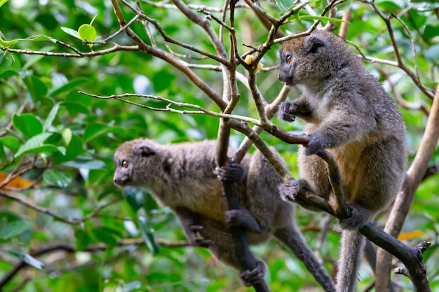 Divertenti lemuri di bambù su un ramo di un albero guardano i visitatori