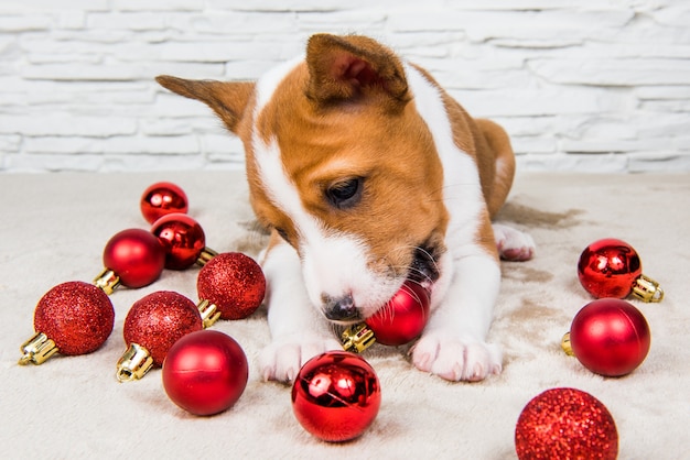 面白いバセンジーの子犬の犬は赤いクリスマスボールで遊んでいます