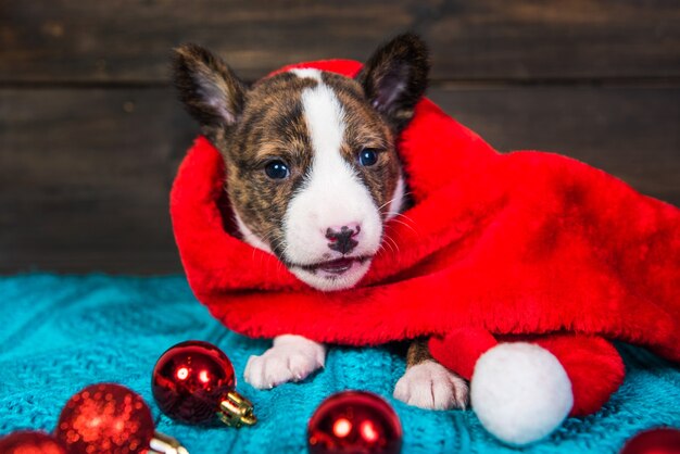 Funny Basenji puppy dog in santa hat is sitting with red christmas balls.