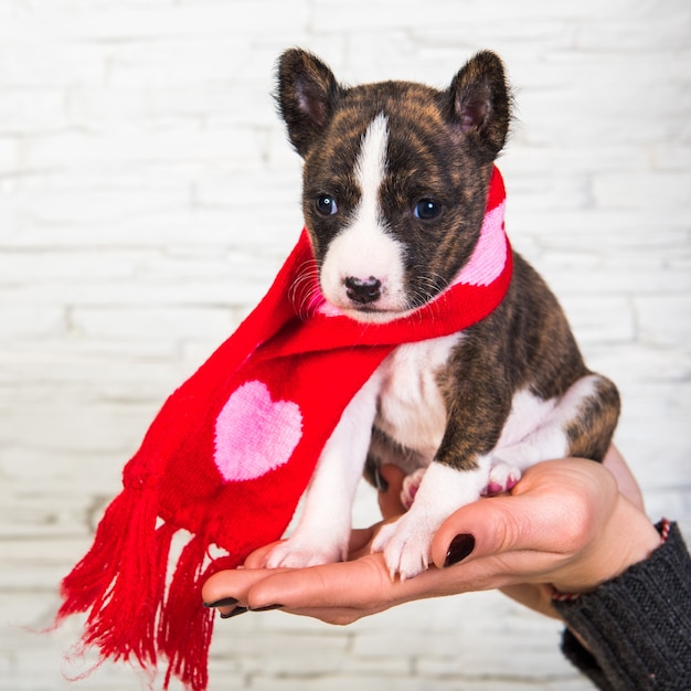 Funny Basenji puppy dog in santa scarf with hearts