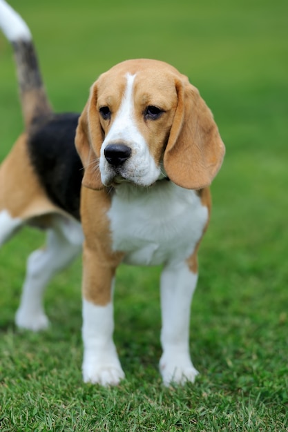 緑の夏の草の面白いビーグル犬