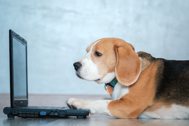 Photo funny beagle dog looks at the laptop screen and keeps his paws on the keyboard lying on the floor. imitation of work at the computer