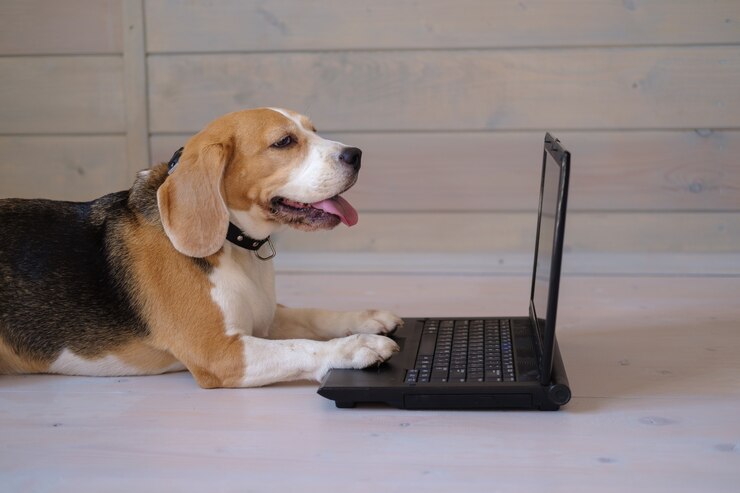 Funny Beagle dog looks at the laptop screen and keeps his paws on the keyboard lying on the wooden floor