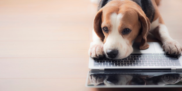 Photo funny beagle dog looks at the laptop screen and keeps his paws on the keyboard