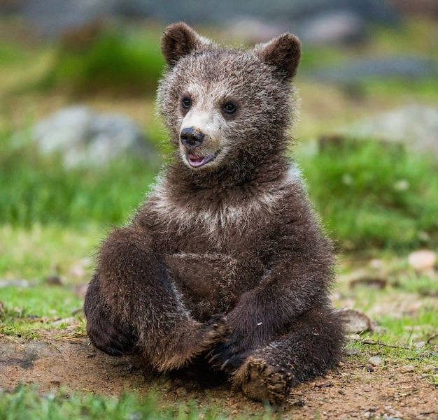 面白いクマの子は森の地面に座っています