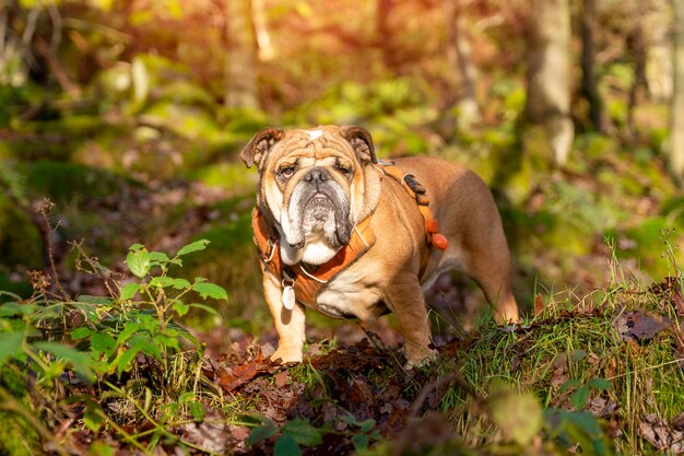 Funny beautiful classic Red English British Bulldog Dog out for a walk  sitting in the grass