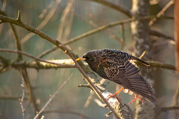 Funny beautiful common starling sits on a branch and stretches its wings