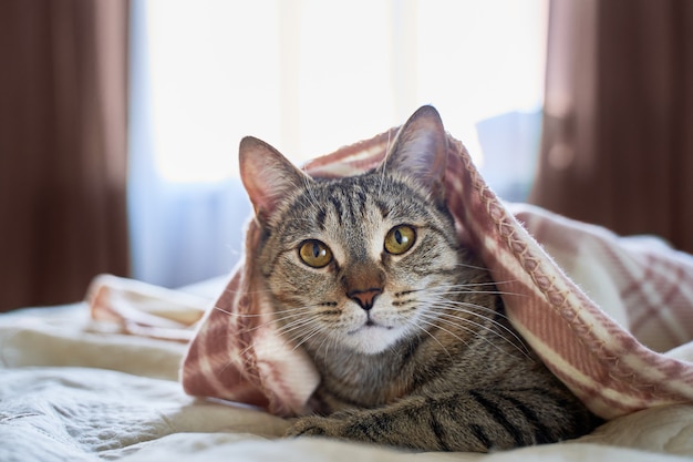 Funny beautiful funny cat lying on the bed