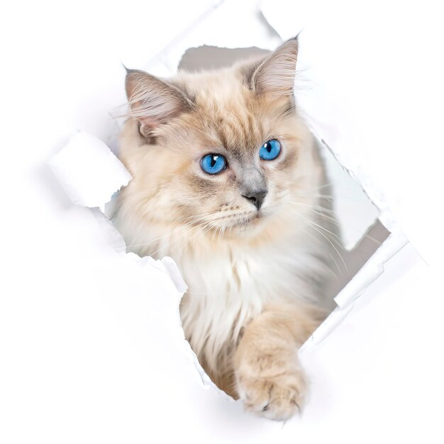 Фото Забавная красивая кошка-кукла смотрит через разорванную дыру на белом бумажном фоне