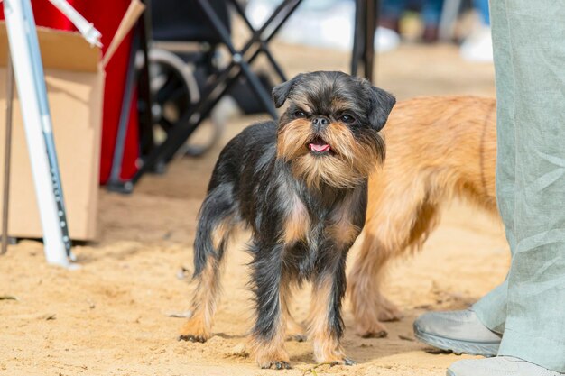 Funny Belgian griffon at a dog show