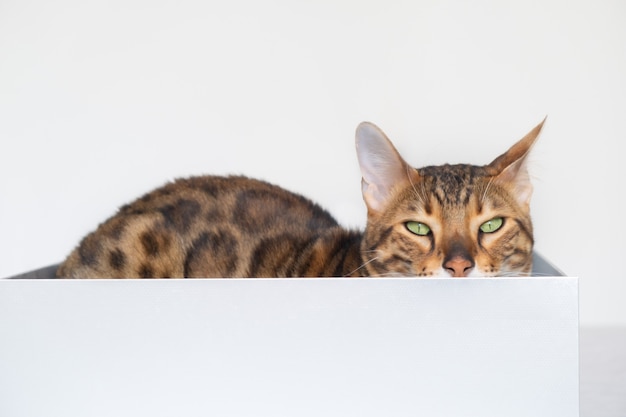 Funny bengal cat hides in a carton box on bed on surface of white wall,