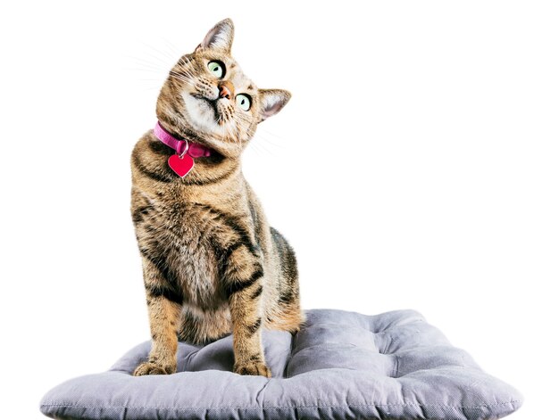 Funny Bengal cat sits on a soft pillow and tilts her head to the side.