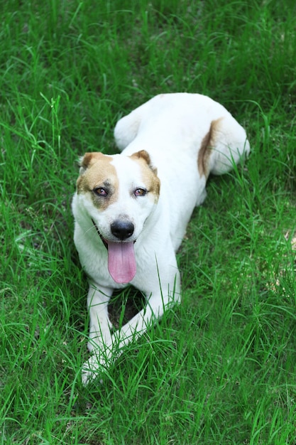 屋外で面白い大きなアラバイ犬