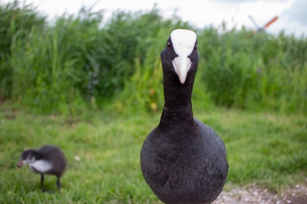 Funny bird looking at camera Cute bird in the field Wildlife concept Wild bird in grass