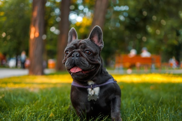 Divertente bulldog nero tirò fuori la lingua e ansimando nel parco