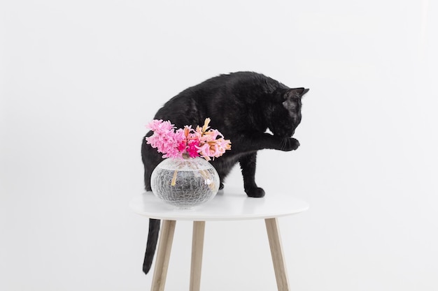 Funny black cat with pink flowers in vase on little table on white background