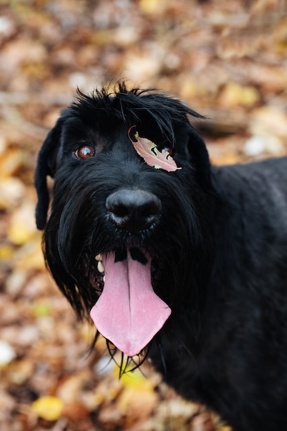 Funny black dog, giant schnauzer, autumn leaf stuck to the face, pirate